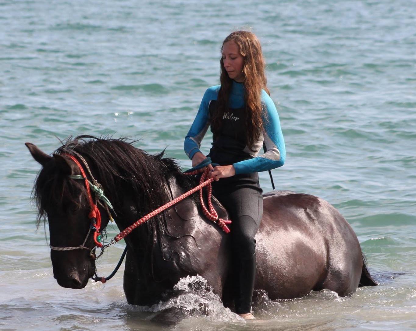 Cornwall Swimming Horses